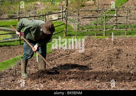 Head Gardener preparing a trench to plant seed potatoes at Painswick ...