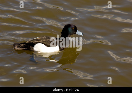 Adult male Tufted duck Aythya fuligula swimming in search for food. Stock Photo