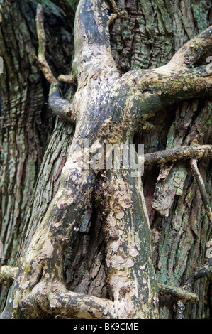 texture created by ivy growth on tree bark; ivy is a parasite relying on a host tree for nutrients Stock Photo