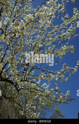 Zephath, Israel Stock Photo - Alamy