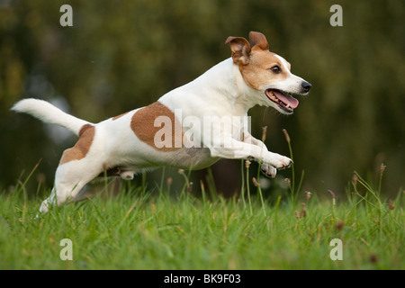 running Jack Russell Terrier Stock Photo