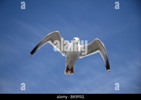 A Herring Gull (Seagull) flying against a blue sky on St Georges Channel, Irish Sea Stock Photo