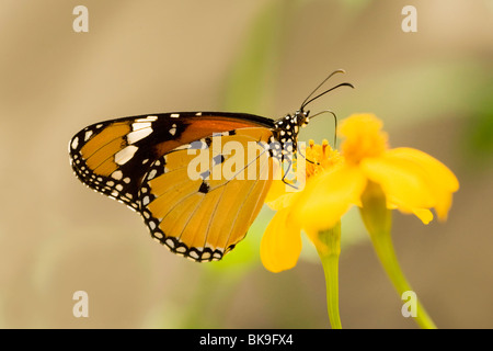 Close-up of a Plain Tiger butterfly (Danaus chrysippus) Stock Photo