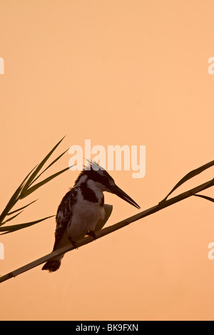 Pied Kingfisher in sundown (Ceryle rudis) Stock Photo