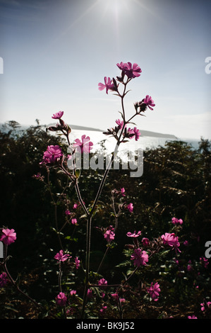 Red Campion (Silene dioica, syn. Melandrium rubrum) growing in a hedge on Appletree Bay, Tresco, Isles of Scilly, Stock Photo