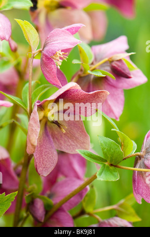 Pink Hellebores in flower at The Eden Project in Cornwall Stock Photo
