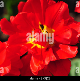 tulipa ABBA Stock Photo