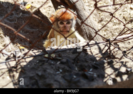 Small monkey in cage at Tygerberg Zoo, Cape Town, South Africa. Stock Photo