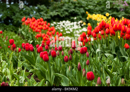 Bands of tulips and daffodils in flower at The Eden Project in Cornwall Stock Photo