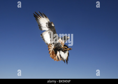 Jackal Buzzard in flight, south, africa Stock Photo