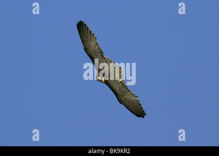 Lanner Falcon, in flight, South Africa Stock Photo