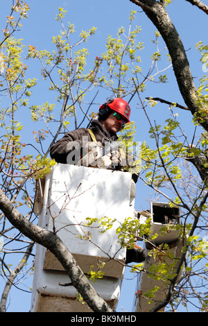 Man in Cherry Picker cutting a tree Stock Photo