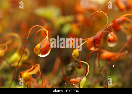 Close-up from two linked capsules from Common cord-moss. Stock Photo