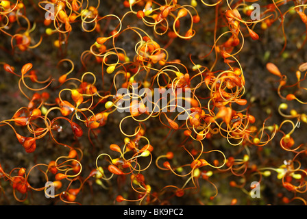 Capsules from above, like firework. Stock Photo