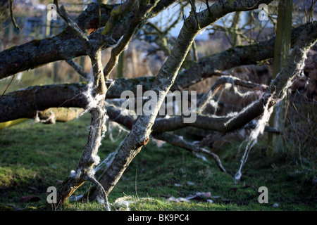 Sheep wool caught in tree branches and blowing in the wind Stock Photo