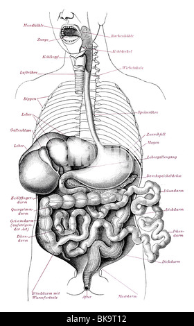 Upper view digestive organs Stock Photo