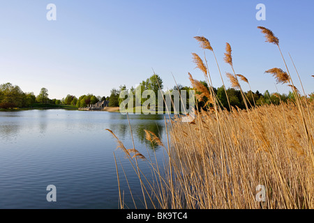 Reeds at the lake in the Britzer Garten garden in Berlin, Germany, Europe Stock Photo