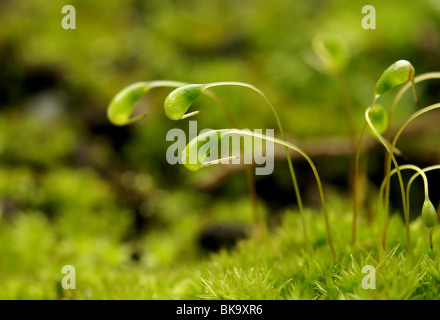 Macro opname van drie buigende sporenkapsels, mos groeit in oude bloempot. Stock Photo
