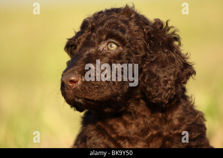 Irish Water Spaniel puppy Stock Photo