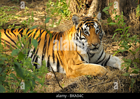 Tiger in the thick jungles of Kanha national park Stock Photo