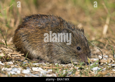 Root Vole on Shells with grass Stock Photo - Alamy