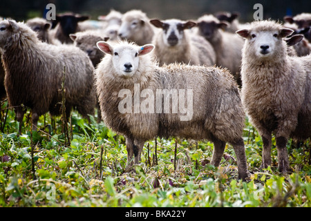Sheep Grazing in a Turnip field, over winter. The turnips are grown specially for this purpose Stock Photo