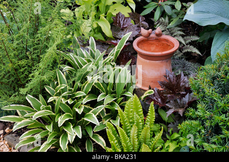 Plantain lilies (Hosta), hart's tongue fern (Asplenium scolopendrium syn. Phyllitis scolopendrium) and alumroots (Heuchera) with bird bath. Design: Stock Photo