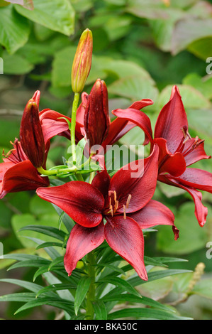 Asiatic lily (Lilium Blackout) Stock Photo