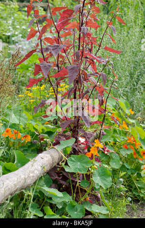 Red garden orache (Atriplex hortensis var. rubra) and garden nasturtium (Tropaeolum majus) Stock Photo