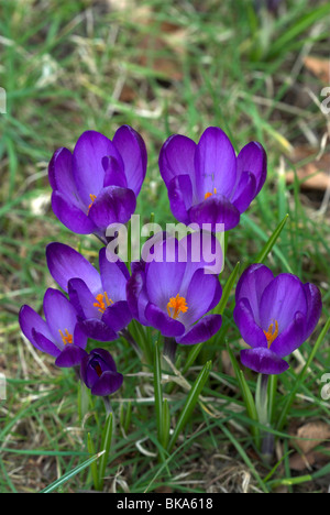 Crocus in flower on lawn. March 2010 Stock Photo