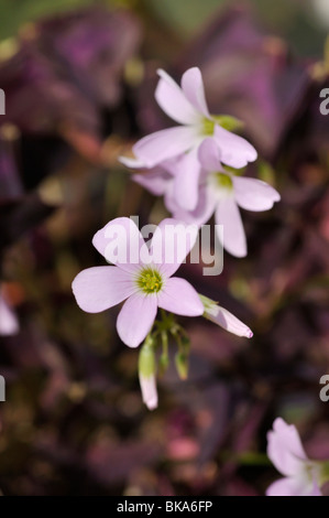 Threeleaf purple shamrock (Oxalis triangularis) Stock Photo