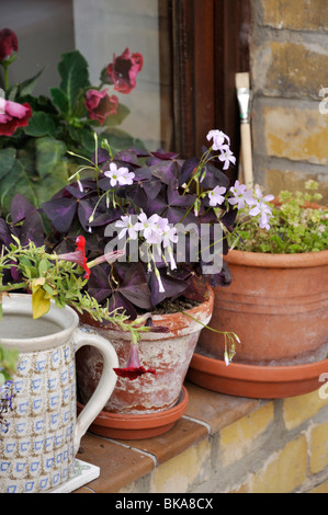 Threeleaf purple shamrock (Oxalis triangularis). Design: Jutta Wahren Stock Photo