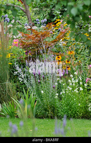 Maple (Acer), Russian sage (Perovskia), cone flower (Rudbeckia) and obedient plant (Physostegia) Stock Photo