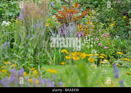 Maple (Acer), Russian sage (Perovskia), cone flower (Rudbeckia) and obedient plant (Physostegia) Stock Photo