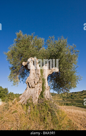 Old olive tree, Italy, Tuscany Stock Photo