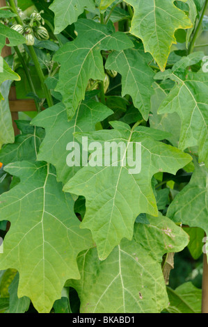 Aubergine (Solanum melongena) Stock Photo