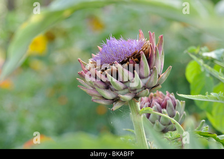 Artichoke (Cynara cardunculus syn. Cynara scolymus) Stock Photo