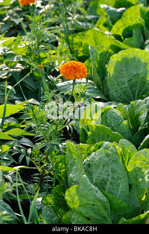 Marigold (Tagetes) and Chinese cabbage (Brassica rapa subsp. pekinensis) Stock Photo