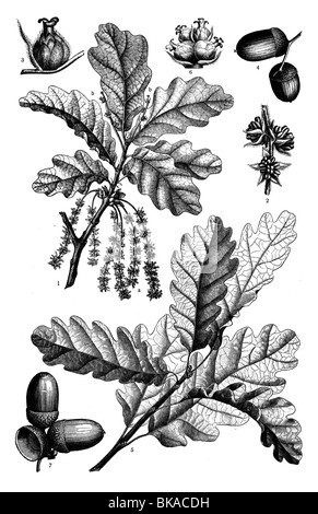 Pedunculate Oak or English oak, Sessile Oak or Durmast Oak Stock Photo