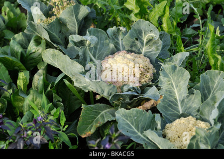 Cauliflower (Brassica oleracea var. botrytis 'Clapton') Stock Photo