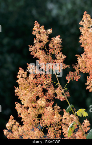 Plume poppy (Macleaya cordata) Stock Photo