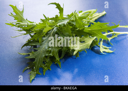 Mizuna Greens salad leaves on a blue chopping board. Stock Photo