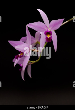 Close-up of a Laelia orchid in bloom Stock Photo