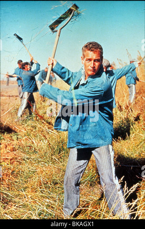 COOL HAND LUKE PAUL NEWMAN CHLK 012 Stock Photo