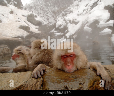 Japanese macaques or snow monkeys, Macaca fuscata, relaxing in hot pool, Jigokudani monkey park, Japan Stock Photo