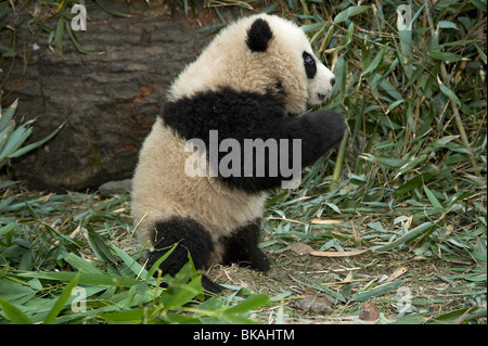 Baby giant panda, Ailuropoda melanoleuca, about 5 months old with bamboo, in Wolong, Sichuan, China Stock Photo