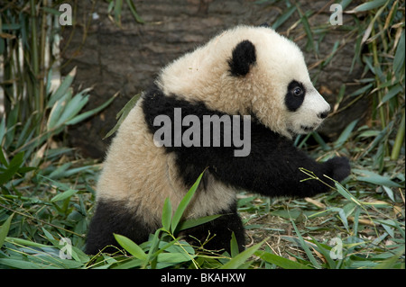 Baby giant panda, Ailuropoda melanoleuca, about 5 months old with bamboo, in Wolong, Sichuan, China Stock Photo