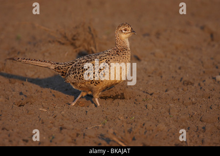 Fasan, phasianus, colchicus, Common, Pheasant Stock Photo
