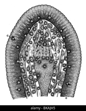 Intestinal villi. Illustration of a cross-section through intestinal ...