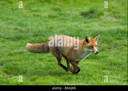 Red fox, Vulpes vulpes, running Stock Photo